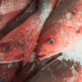Shipping Frozen Fish